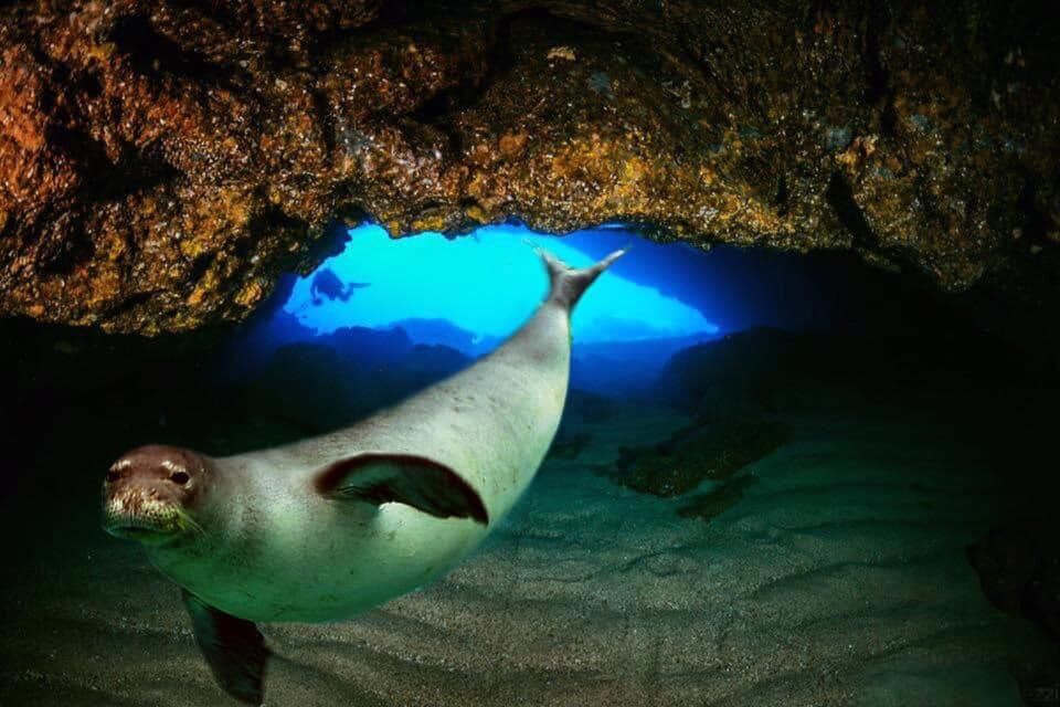 dive-image