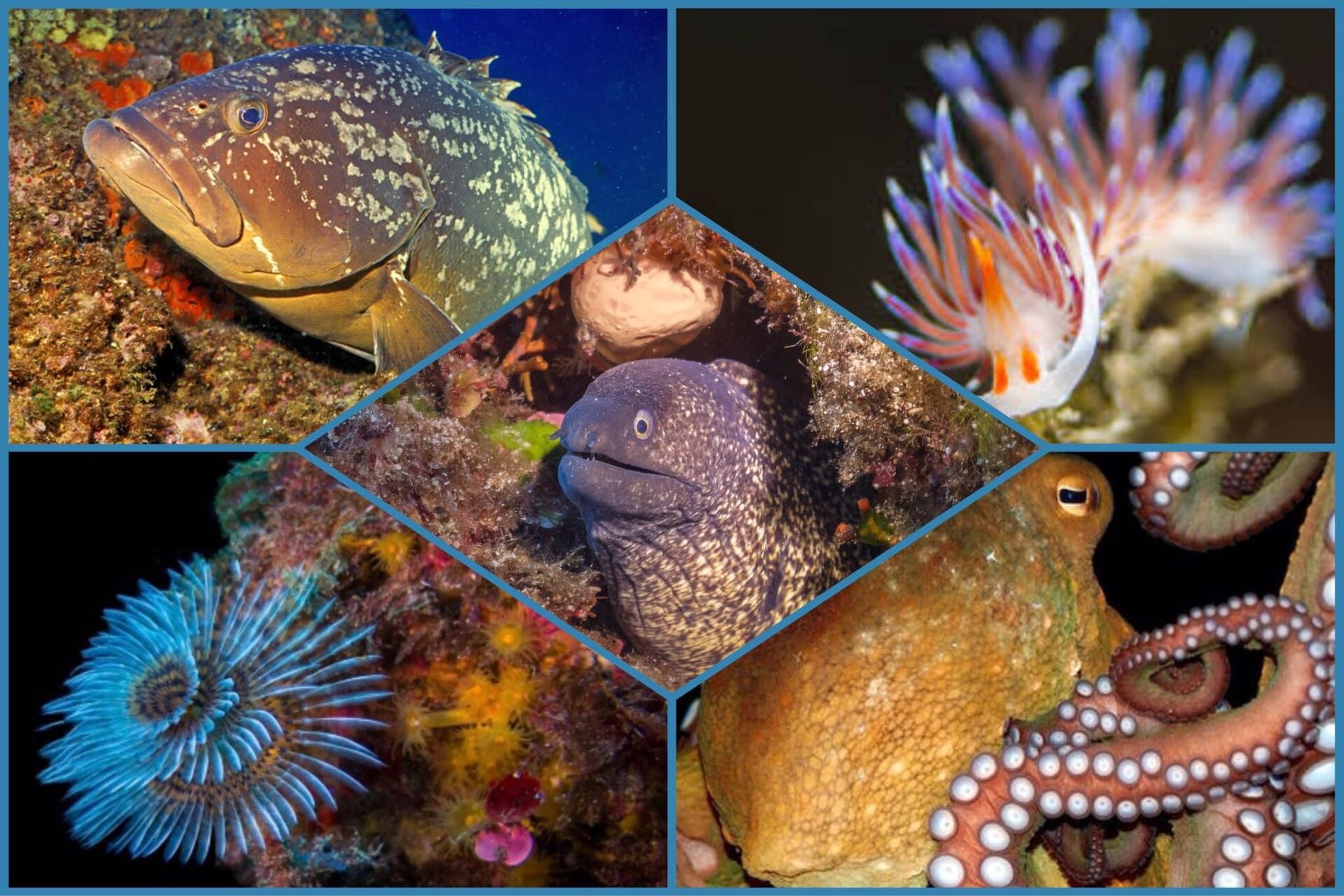dive-image