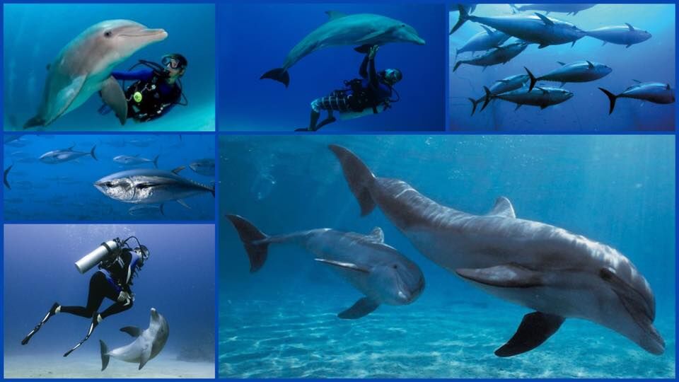 dive-image