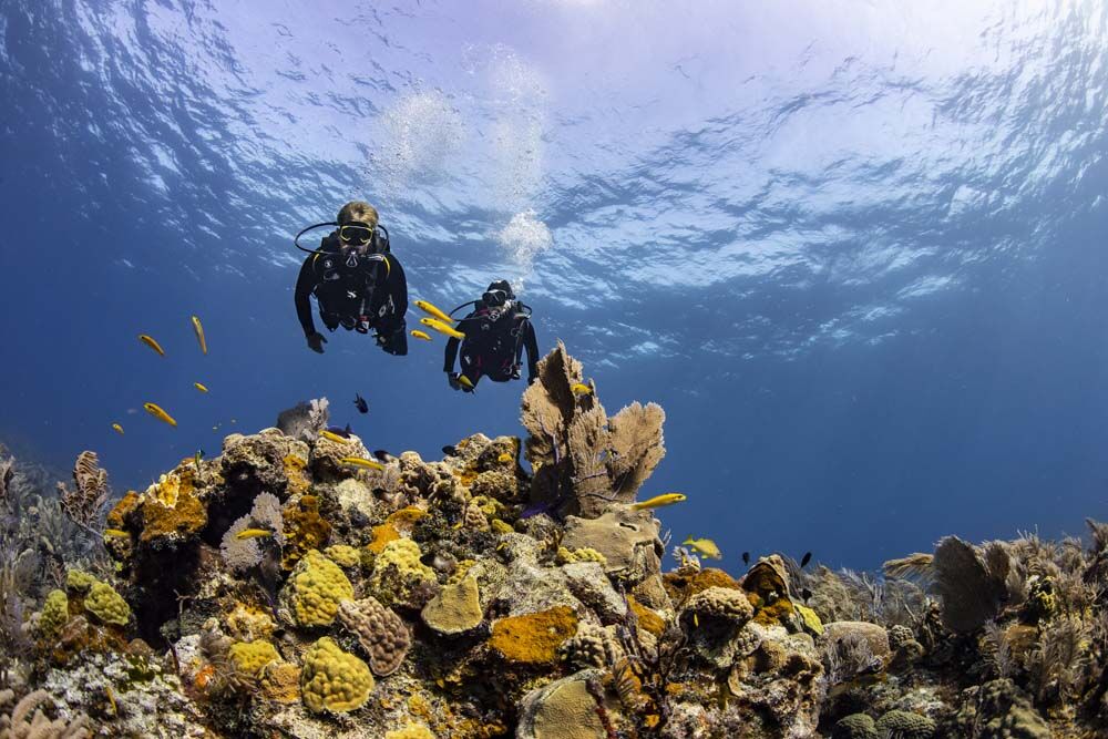 dive-image